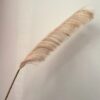 Pampas Ramo di Piume Decorativo Altezza 110 Cm