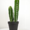 Cactus in Vaso Pianta Artificiale h 38 cm