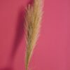 Ramo Pampas Piume a Stelo Singolo Ocra Tortora Rosa o Petrolio