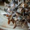 Rametto di Ruscus
